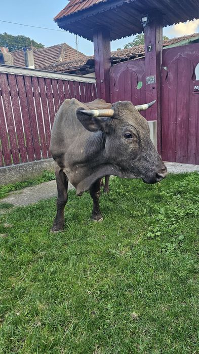 Vând vacă cu lapte