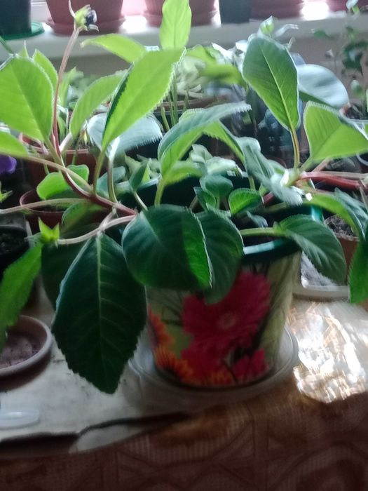 Домашние цветы разные