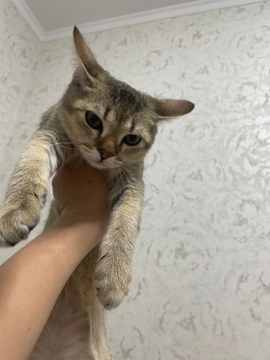 Британский  котёнок домашний