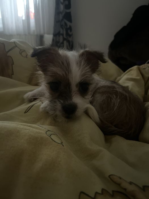 Vând  cățelușă jucăușă