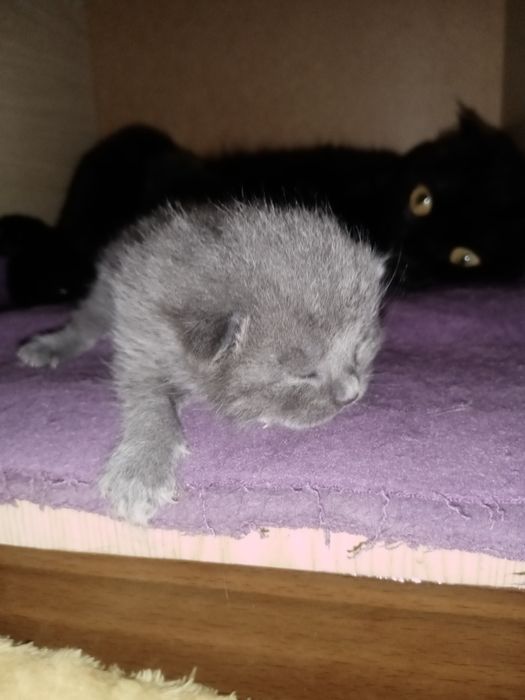 Britanchalarga bron ochldi bir haftalik bolshti