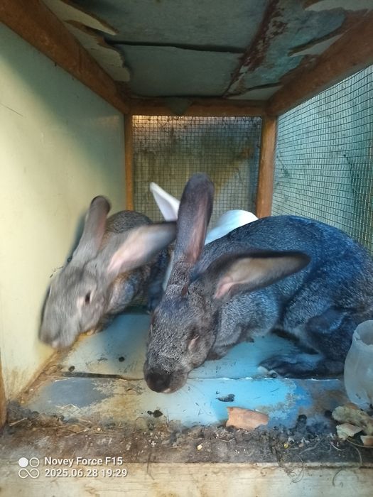 Vilkan va patli quyonlar