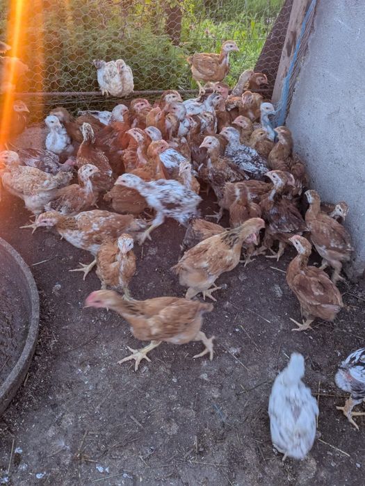 Pui de casa rasa kabir