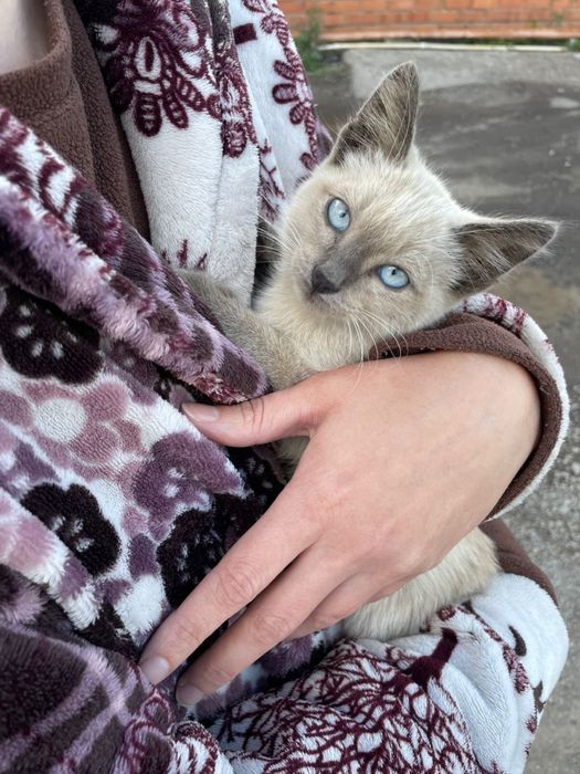 Отдам котенка в хорошие руки