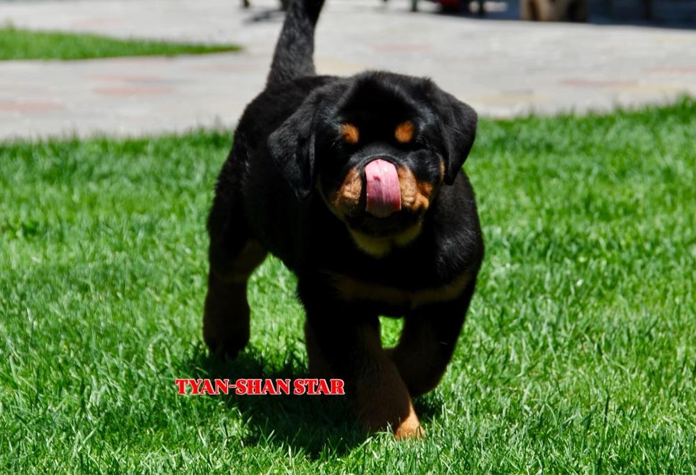 Щенки ротвейлера ADRK линия