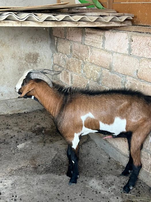 Породистые козы продается