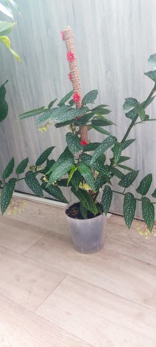 Продам комнатные цветы