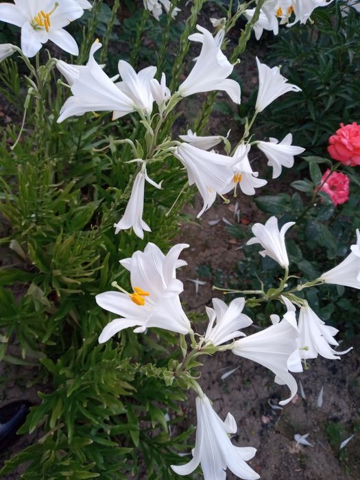 Цветы лилии белые