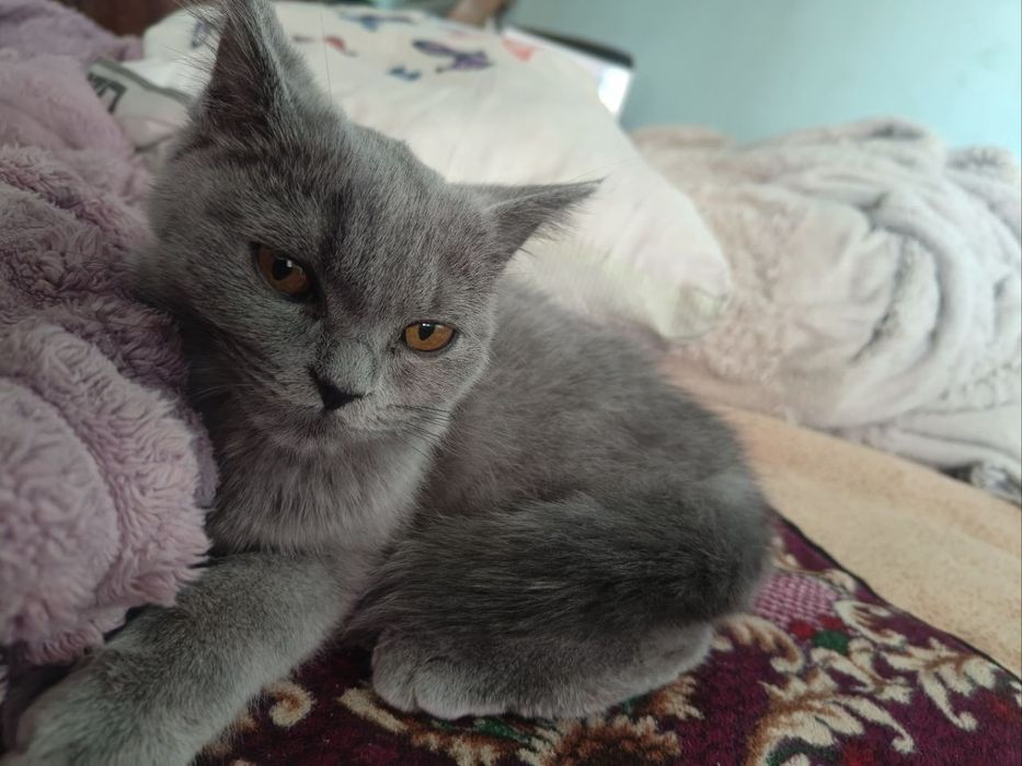 ТОЗА британ мушукча сотилади 700 минг сум