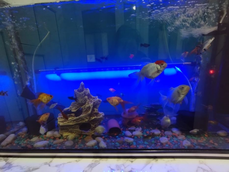 Аквариум полностью