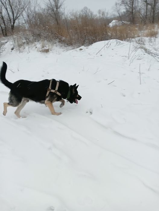 Восточно европейская овчарка