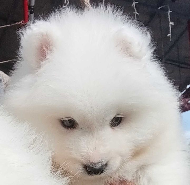 Fetiță samoyed, pedigree A ,FCI