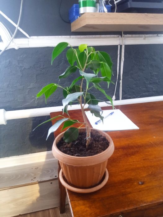 Фикус Бенджамина