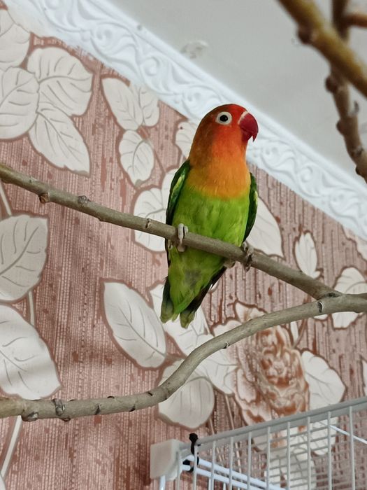 Пара неразлучников