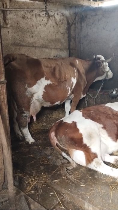 Vaca cu lapte + 2 juninci