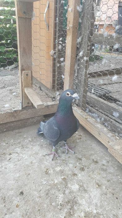 Ocazie! Vand femela voiajor cuca si mascul voiajor andaluz, 100 % viteza, 2017, 2019, Eduard Vajaiac!