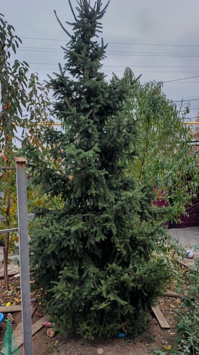Елка, ель более 5 м для посадки