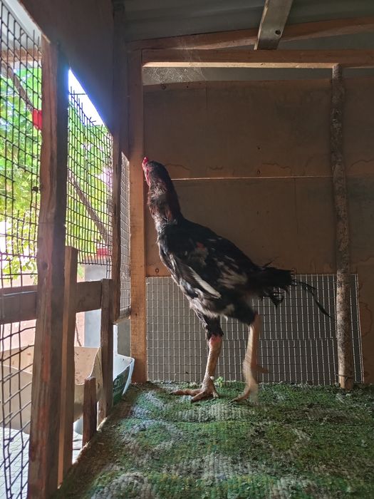 Дакан хороз йошга тулган