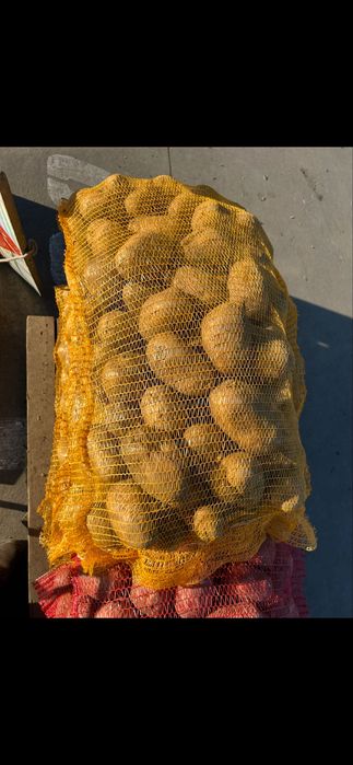 Cartofi de sămânță roșii și albi