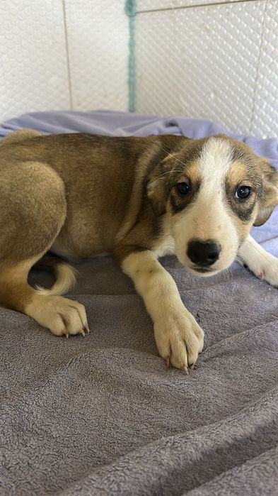 Ищу дом замечательным щенкам