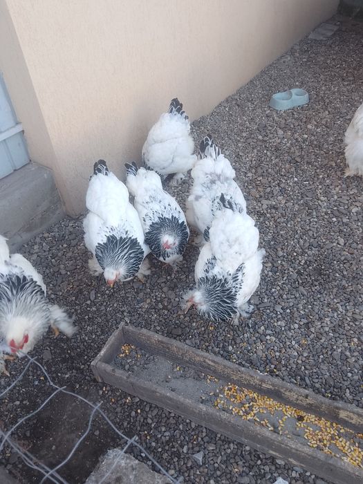 Ouă de găini brahma herminat deschis