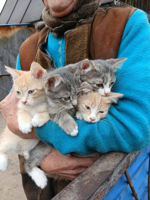 Котята в Добрые руки