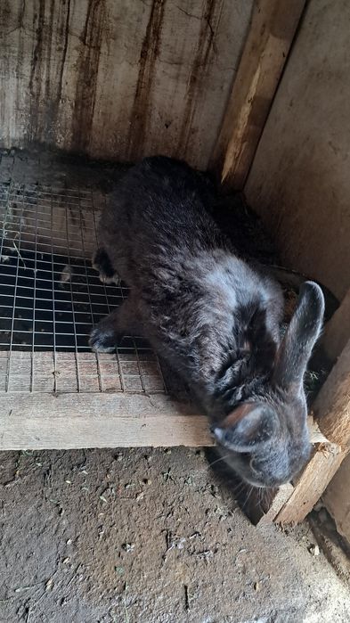 Көжектер мен Қояндар сатылады