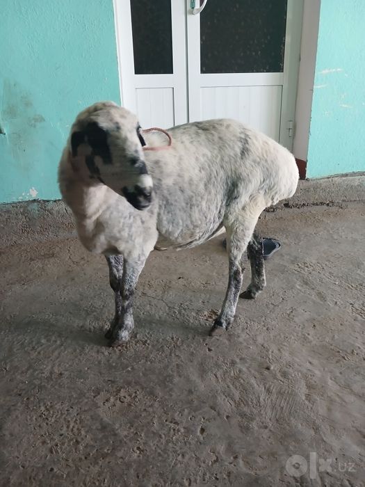 Bugoz qo'y sotiladi.