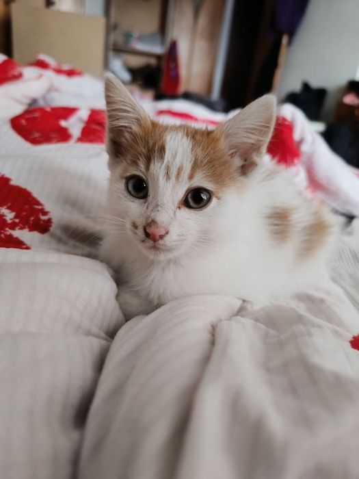 Отдается озорной котик