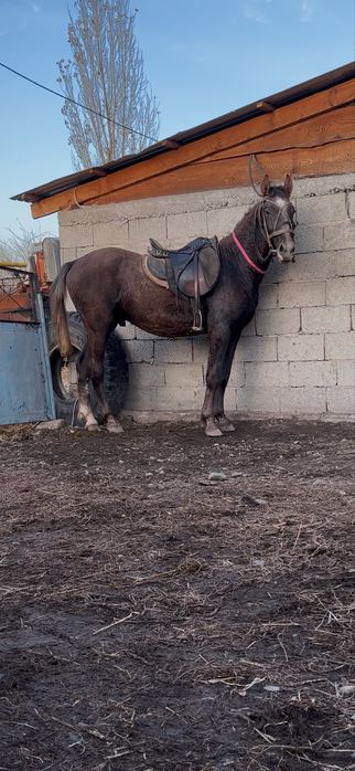 Продам жеребчика Орлоца