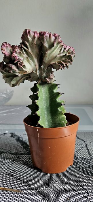 Суккулент Эуфорбия Lactea Cristata