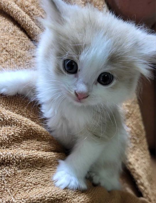 Отдам котят в хорошие руки
