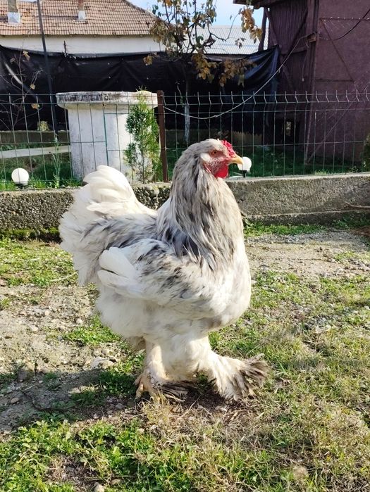 Vând cocoși brahman