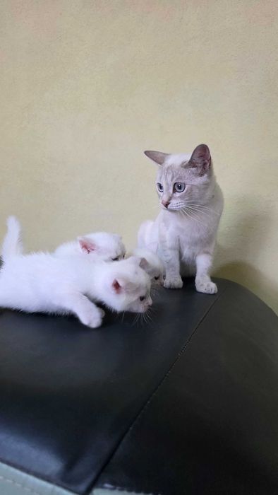 Котенок кошка котята