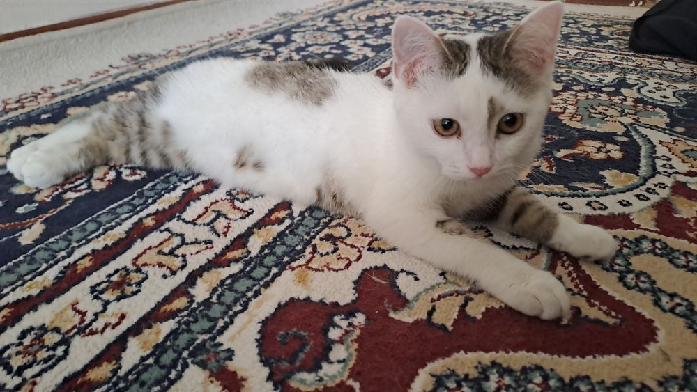 Отдам котёнка в добрые руки