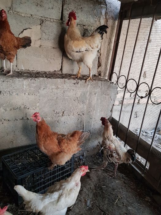 Домашняя курица тоуклар