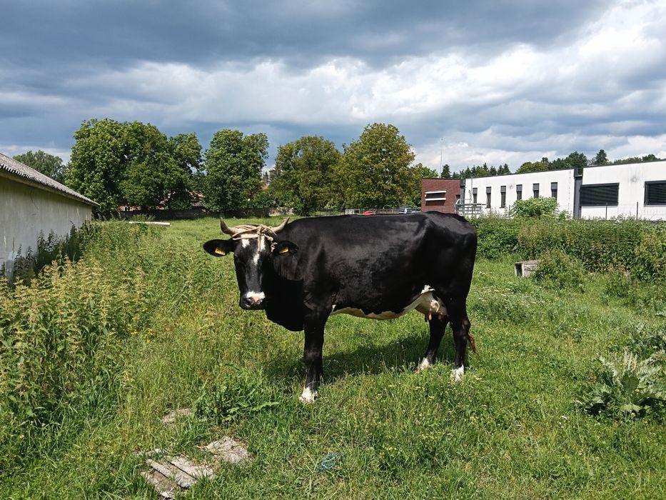 Vaca de vânzare !!!
