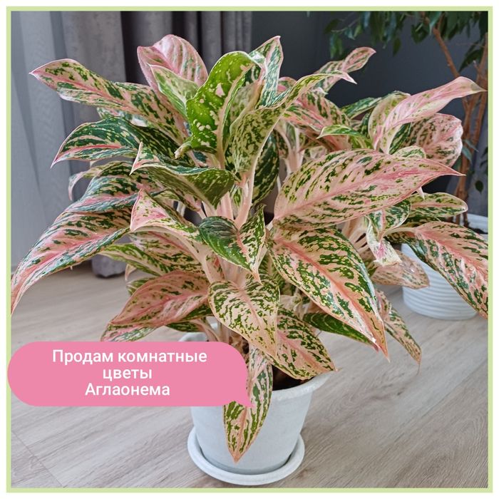 Продам комнатные цветы