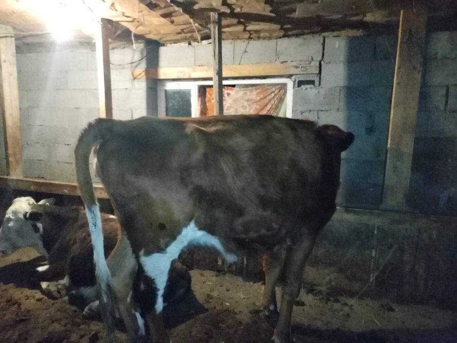 сиыр 1 Туган сутти