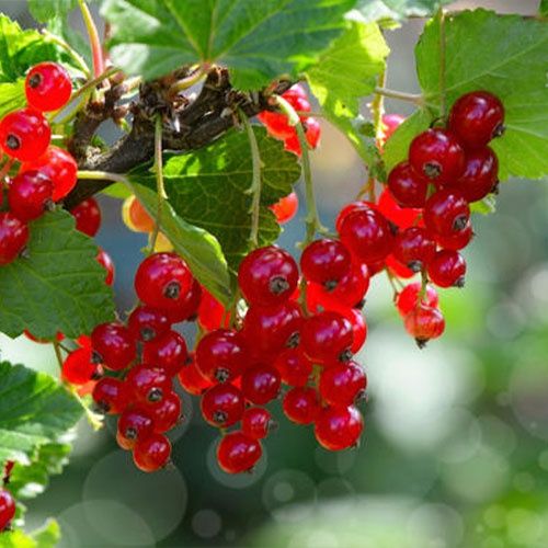 Саженцы красной смородины