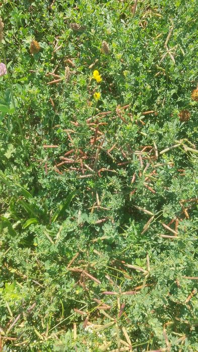 Vând  samanta ghizdei,lucerna