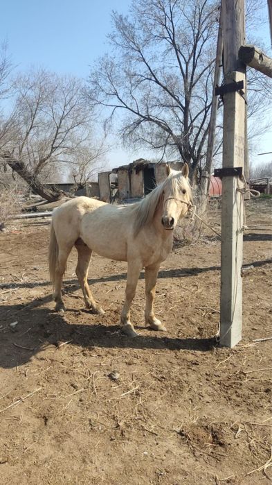 Продам жеребца 5-и годовалый