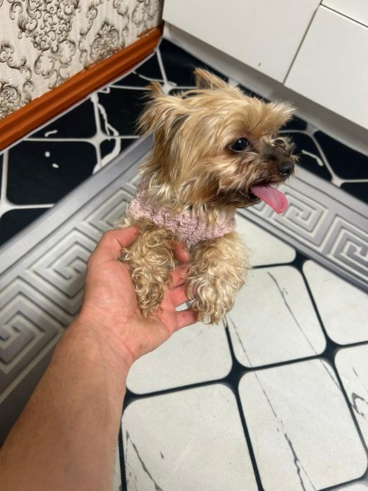 Продам Собачку Йоркширский терьер