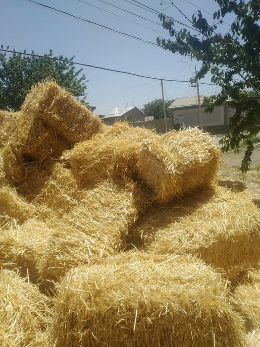 Somon  sotiladi optom narxda va dona