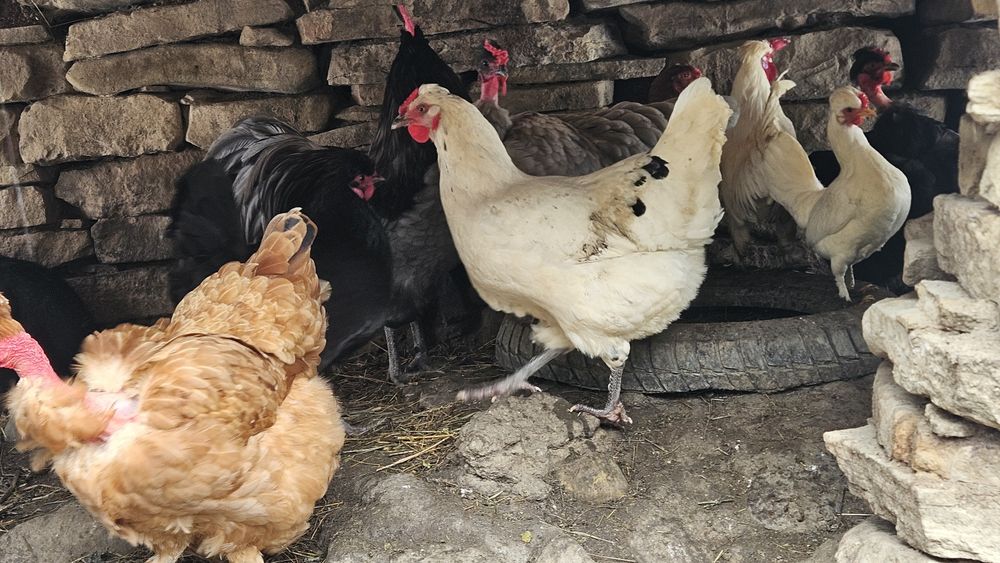 Ouă verzi de incubat