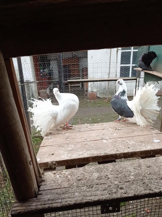 Disponibili porumbei voltați