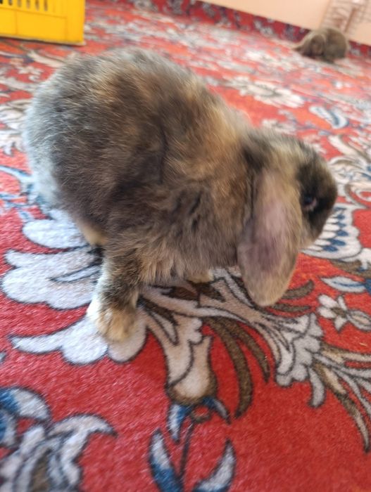 Quyonlar fransuski baran sotiladi yeb ichishlari zoʻr jinsi - qiz bola