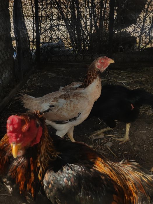 Дакан бойцовый тауык сатылады