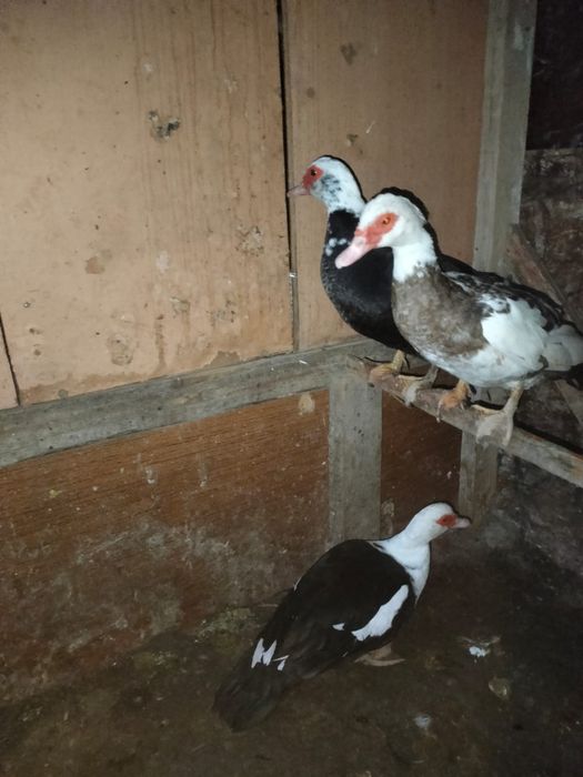 Продается индоутки