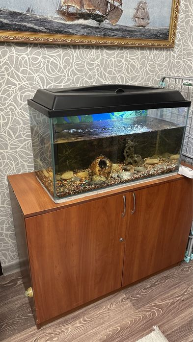 Продам аквариум с сомами
